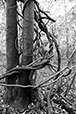 Entwined 3